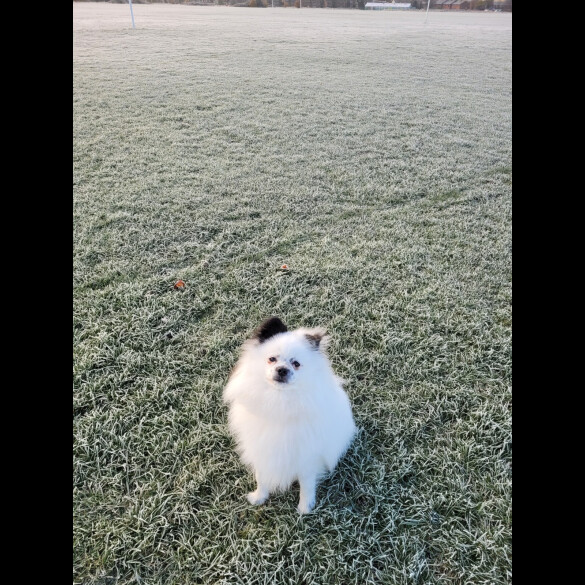 Pomeranian