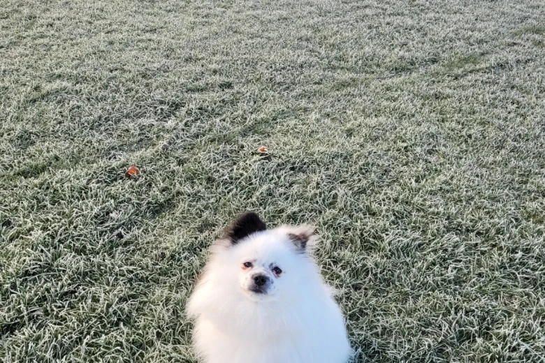 Pomeranian