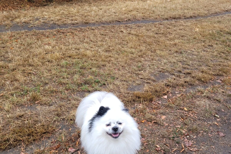 Pomeranian
