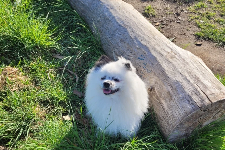 Pomeranian