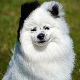 Pomeranian