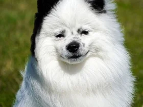 Pomeranian