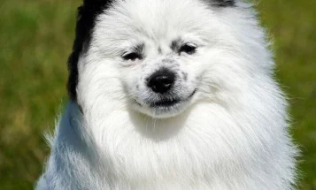 Pomeranian