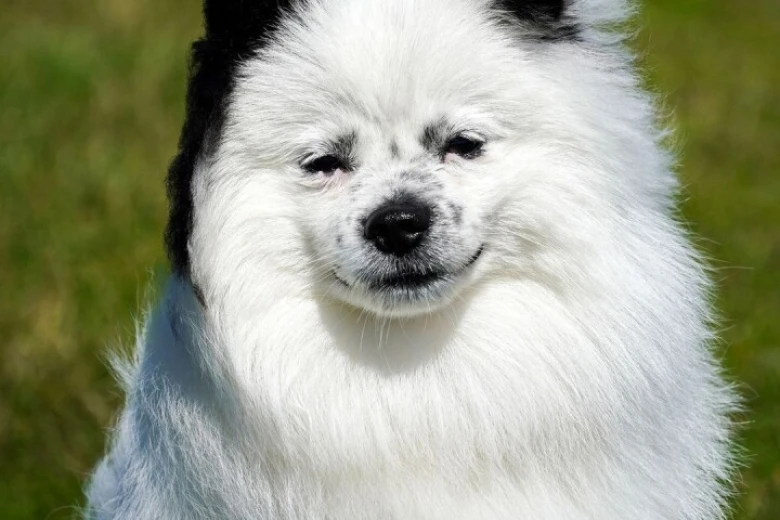 Pomeranian
