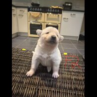 German Shepherd (Alsatian)