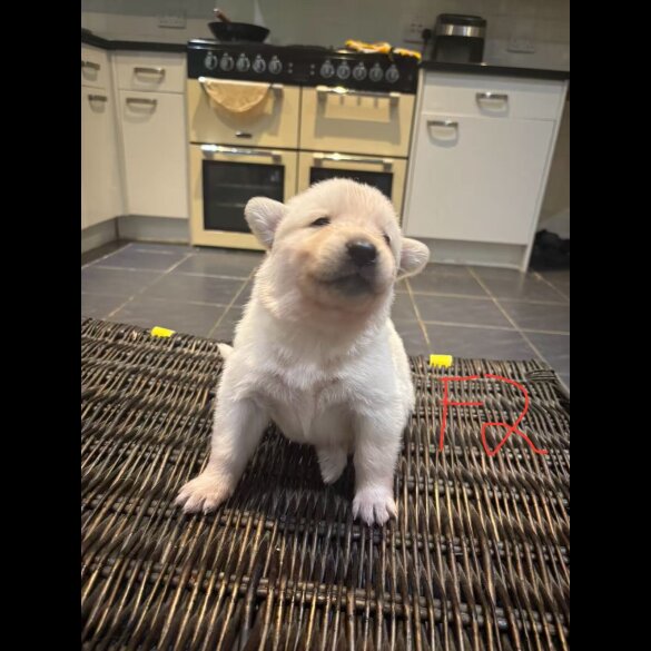 German Shepherd (Alsatian)