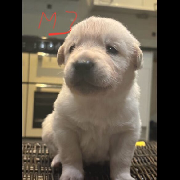 German Shepherd (Alsatian)