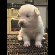 German Shepherd (Alsatian)