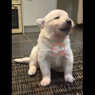 German Shepherd (Alsatian)