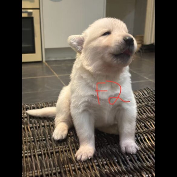 German Shepherd (Alsatian)