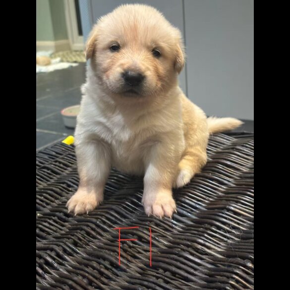 German Shepherd (Alsatian)