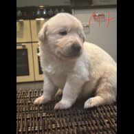 German Shepherd (Alsatian)