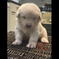 German Shepherd (Alsatian)