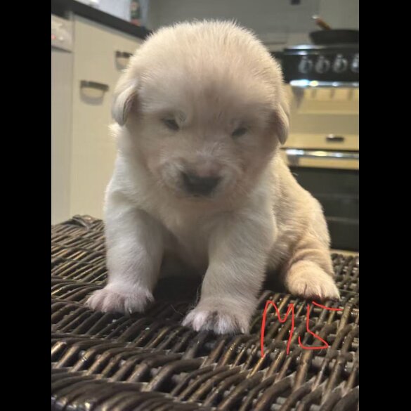 German Shepherd (Alsatian)