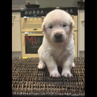 German Shepherd (Alsatian)