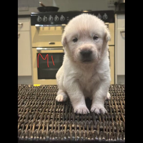 German Shepherd (Alsatian)