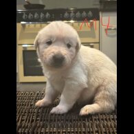 German Shepherd (Alsatian)