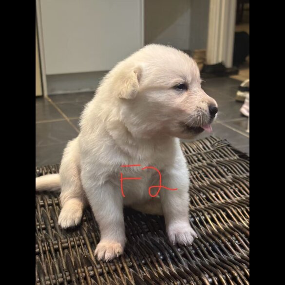 German Shepherd (Alsatian)