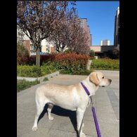 German Shepherd (Alsatian)