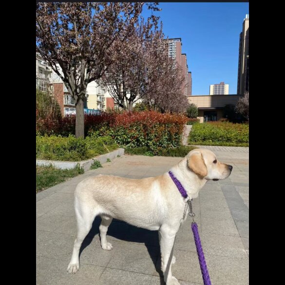 German Shepherd (Alsatian)