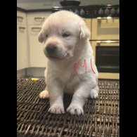 German Shepherd (Alsatian)