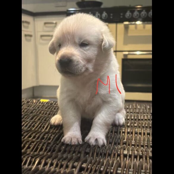 German Shepherd (Alsatian)