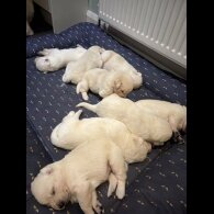 German Shepherd (Alsatian)