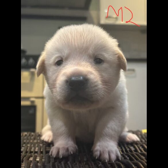 German Shepherd (Alsatian)