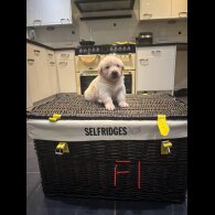 German Shepherd (Alsatian)