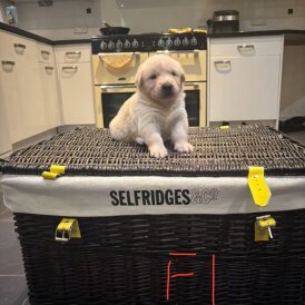 German Shepherd (Alsatian)