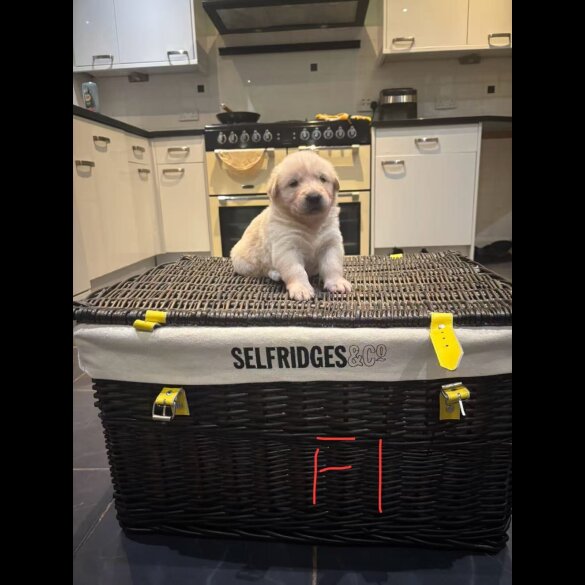 German Shepherd (Alsatian)