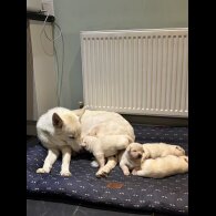 German Shepherd (Alsatian)