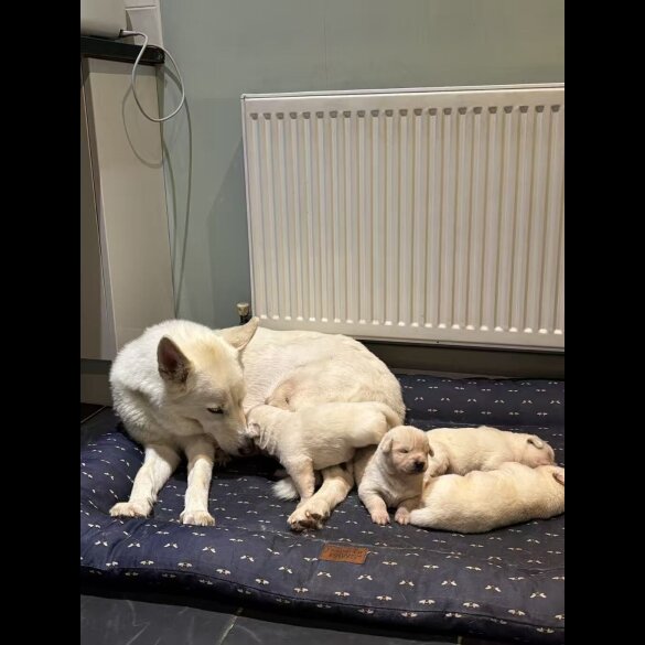 German Shepherd (Alsatian)