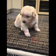 German Shepherd (Alsatian)