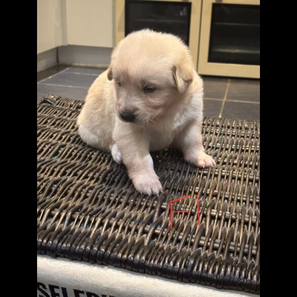 German Shepherd (Alsatian)