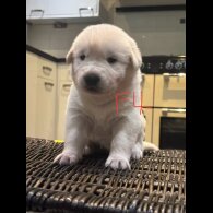 German Shepherd (Alsatian)