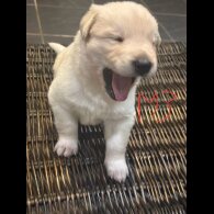 German Shepherd (Alsatian)