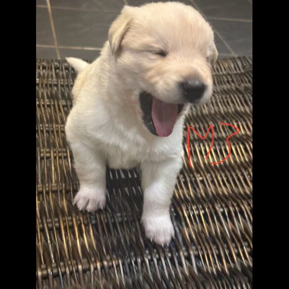 German Shepherd (Alsatian)