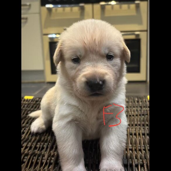 German Shepherd (Alsatian)