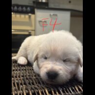 German Shepherd (Alsatian)