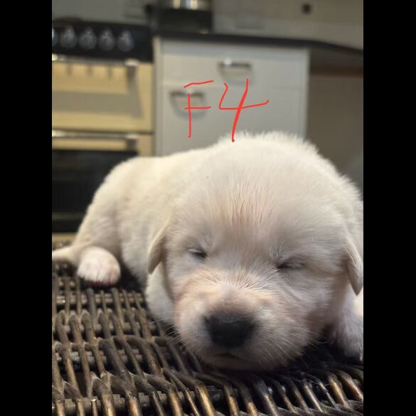 German Shepherd (Alsatian)