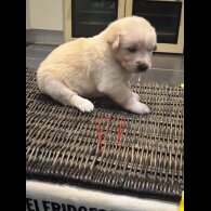 German Shepherd (Alsatian)