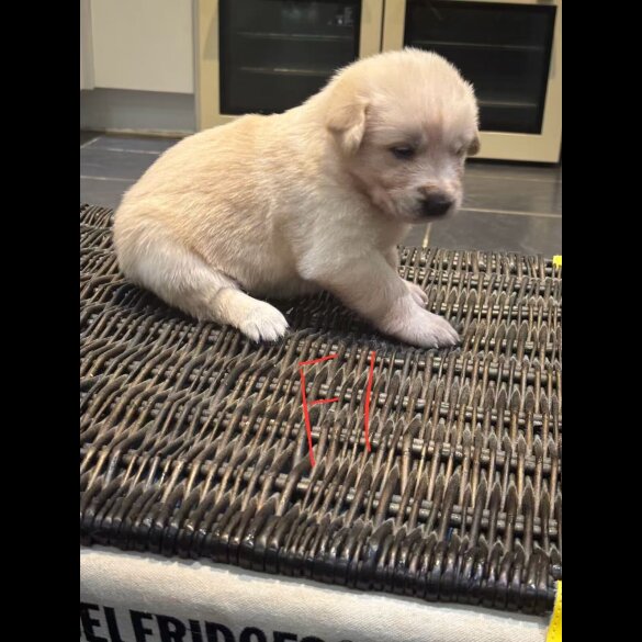 German Shepherd (Alsatian)