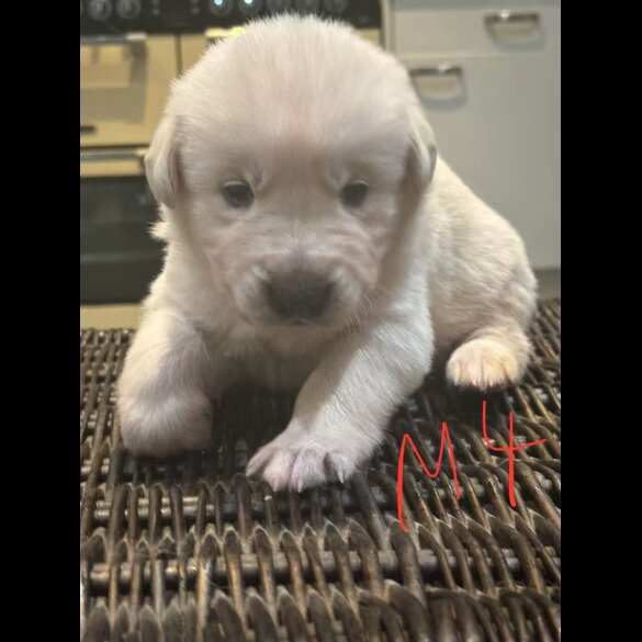 German Shepherd (Alsatian)