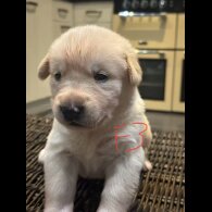 German Shepherd (Alsatian)