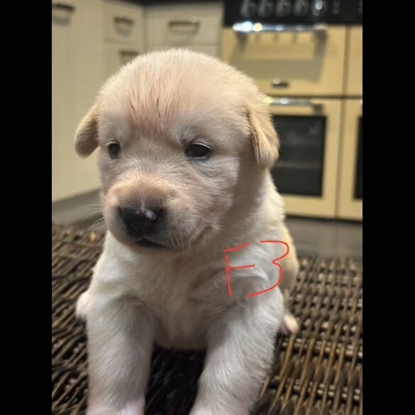 German Shepherd (Alsatian)