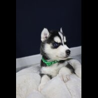 Siberian Husky
