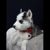 Siberian Husky