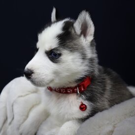 Siberian Husky