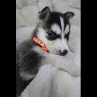 Siberian Husky